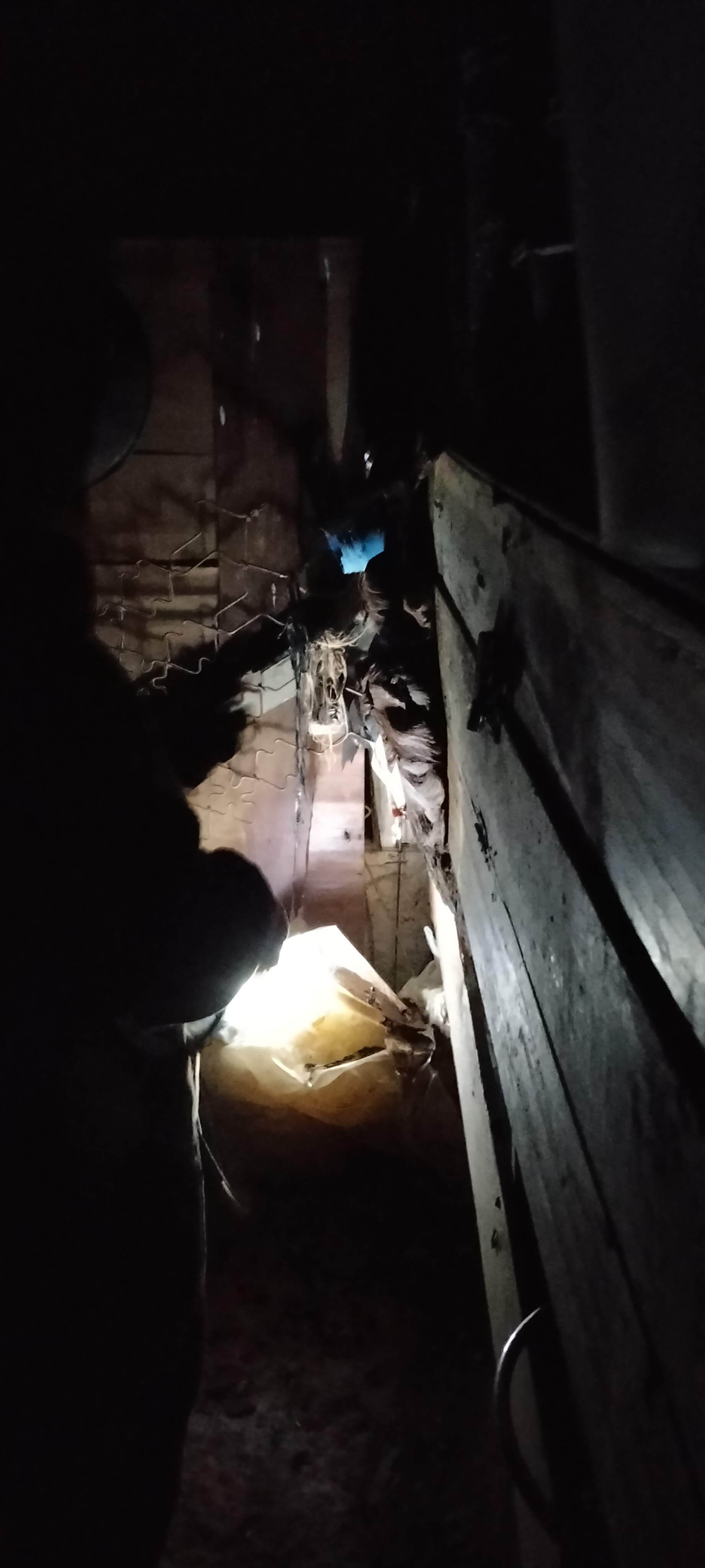 Evakuasi Tawon Vespa di Batang Kapas