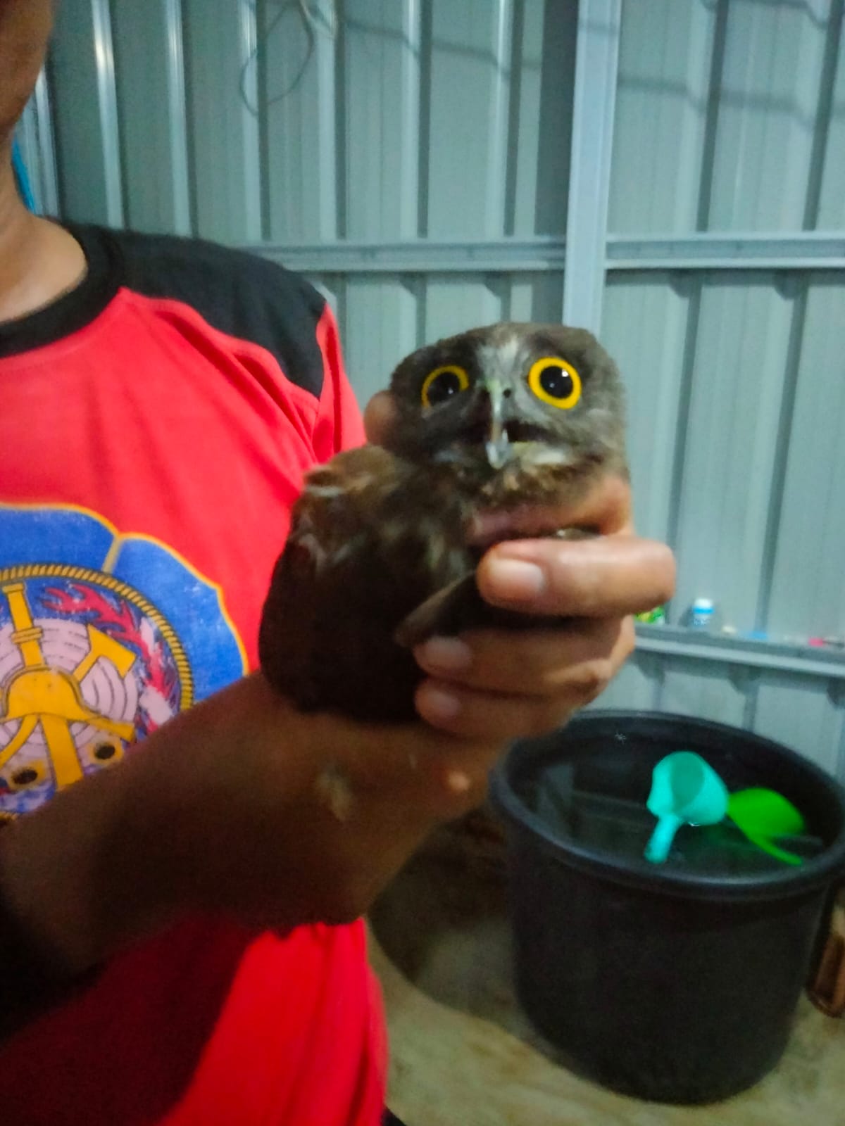 EVAKUASI BURUNG HANTU