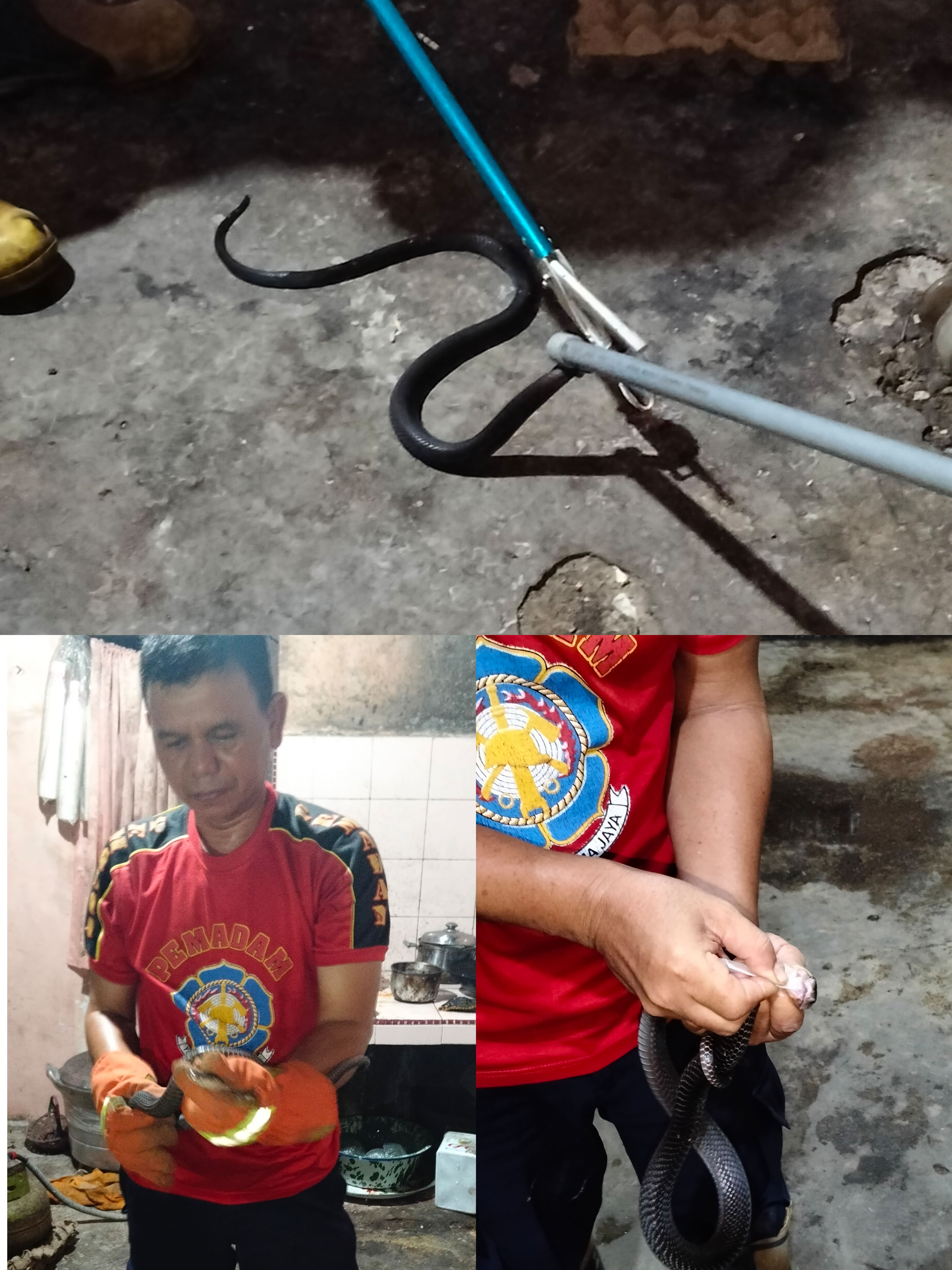 EVAKUASI Ular Cobra Sawah