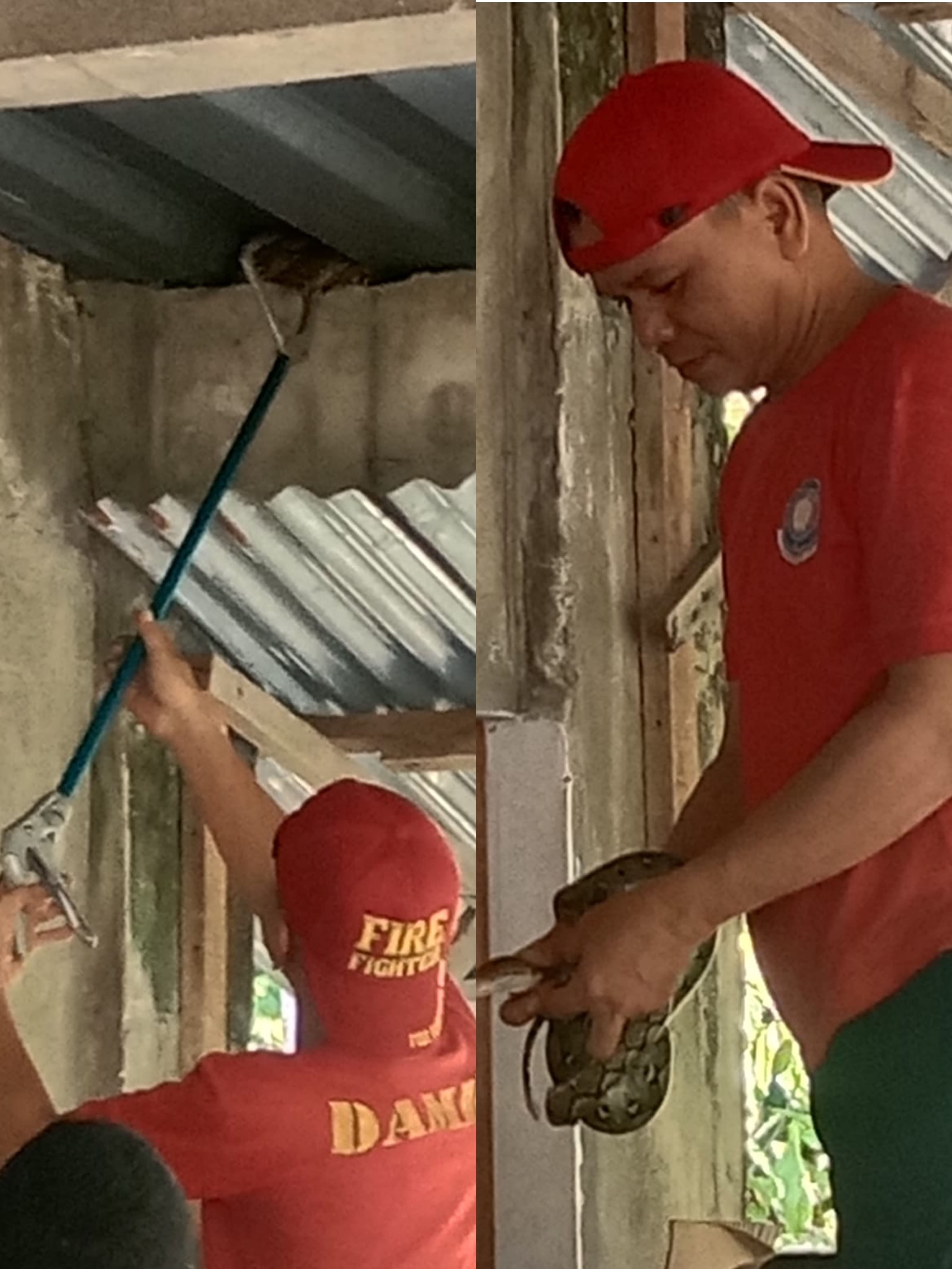 Evakuasi Ular Jenis Phyton (Sanca Kembang)