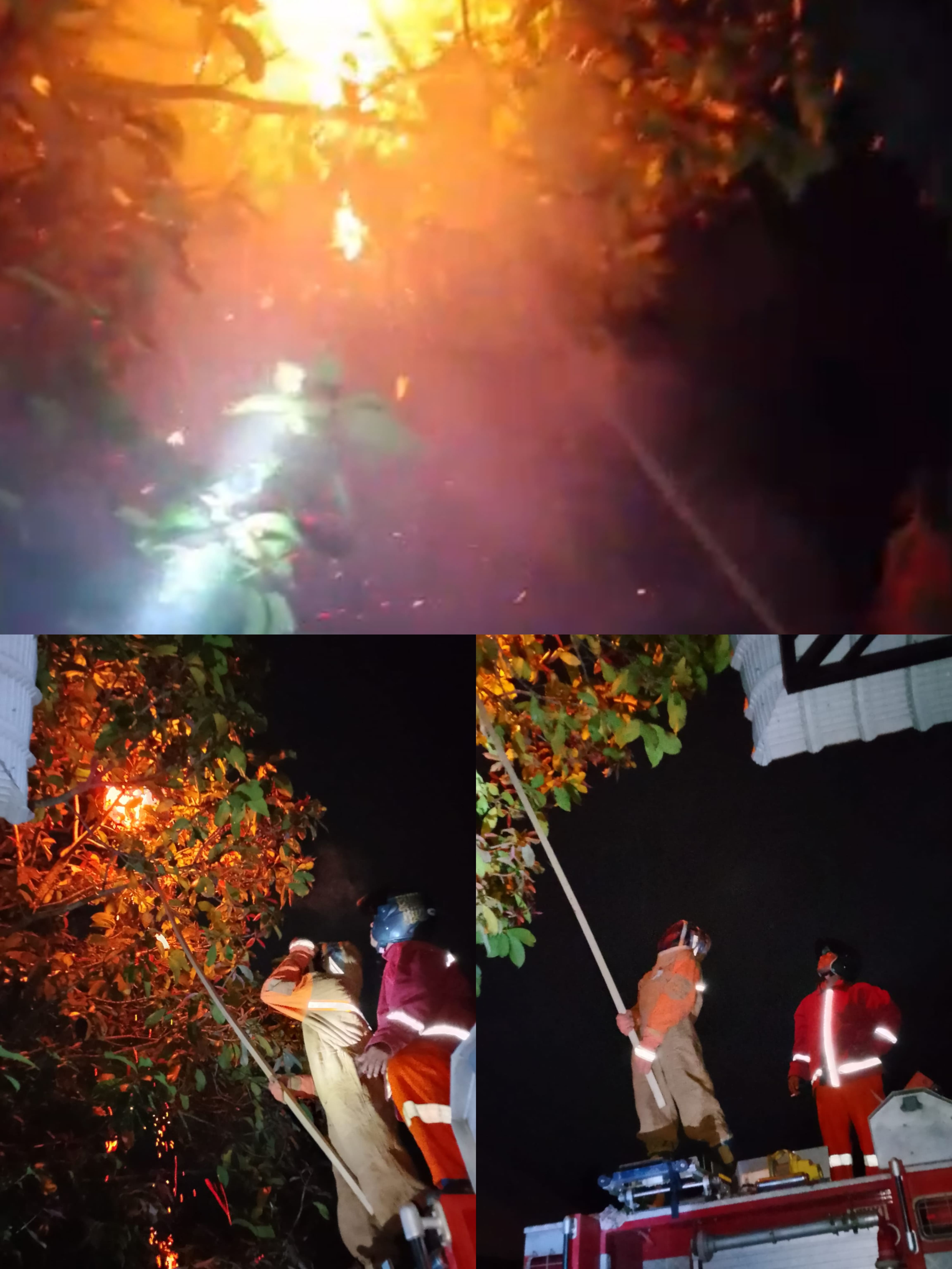 Evakuasi tawon pada pohon jambak