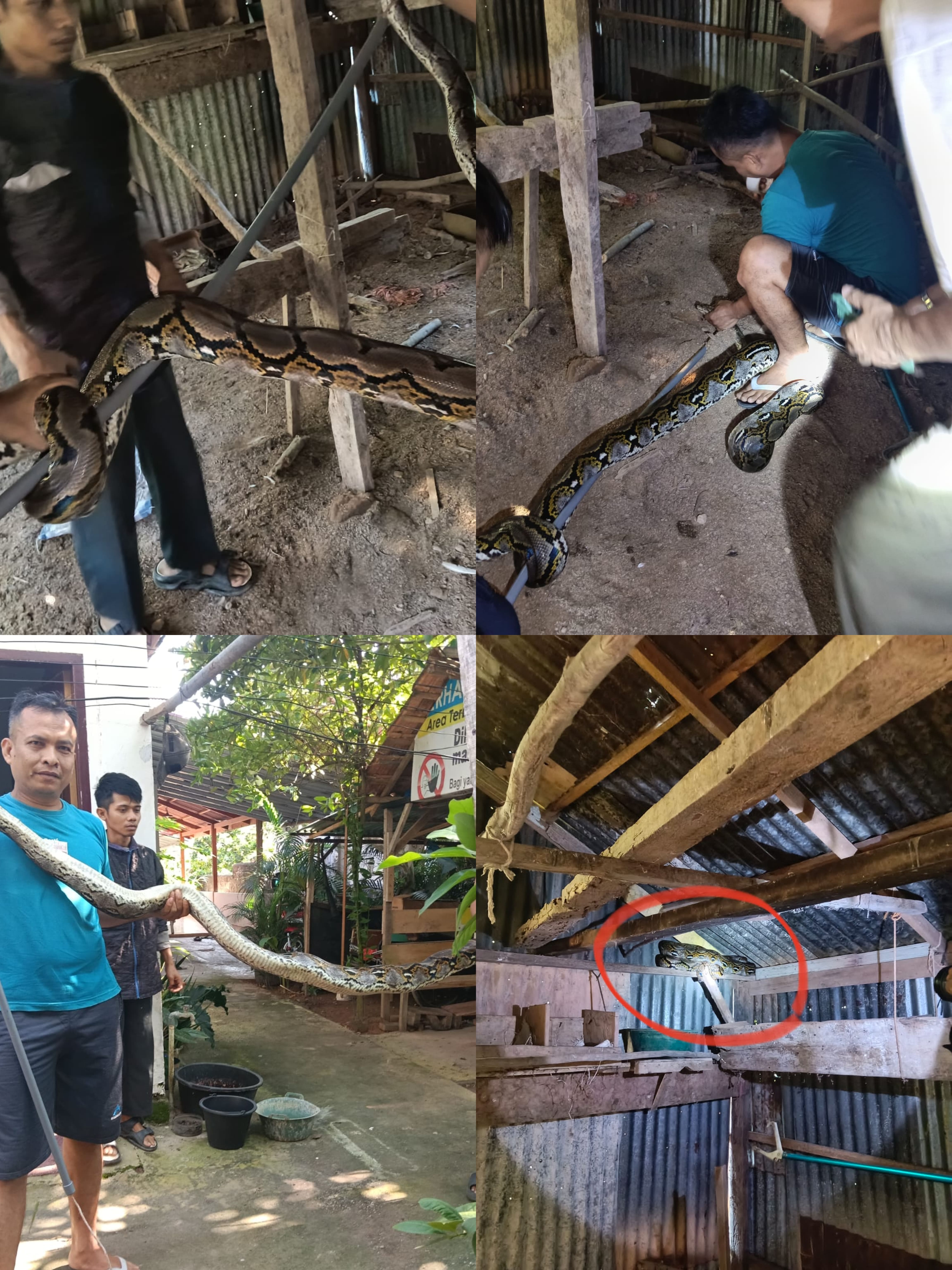 EVAKUASI ULAR PITON