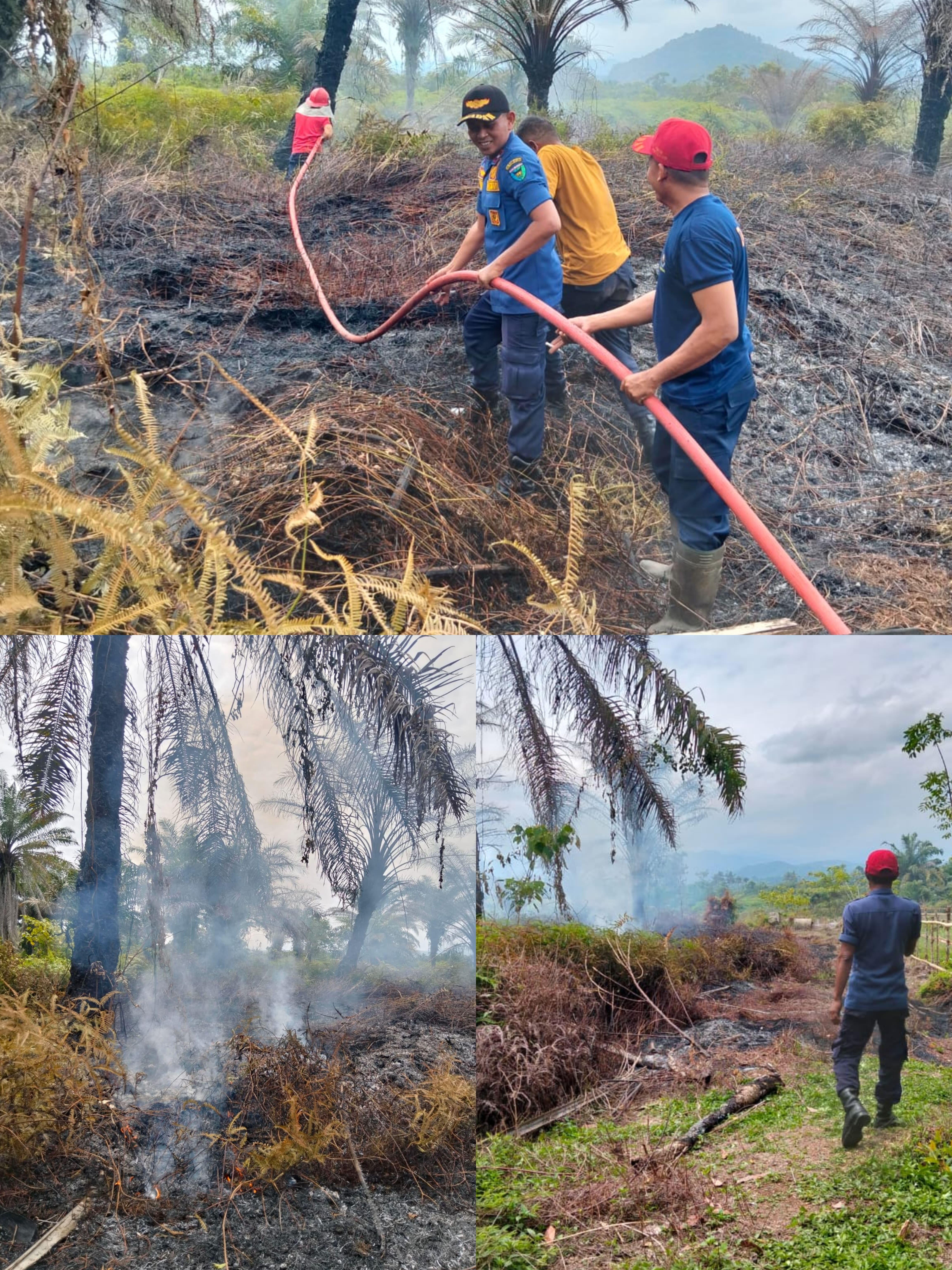 KEBAKARAN LAHAN SAWIT