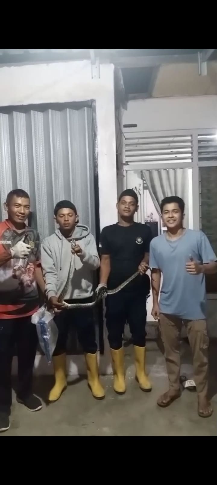 EVAKUASI ULAR PHITON di TARUSAN
