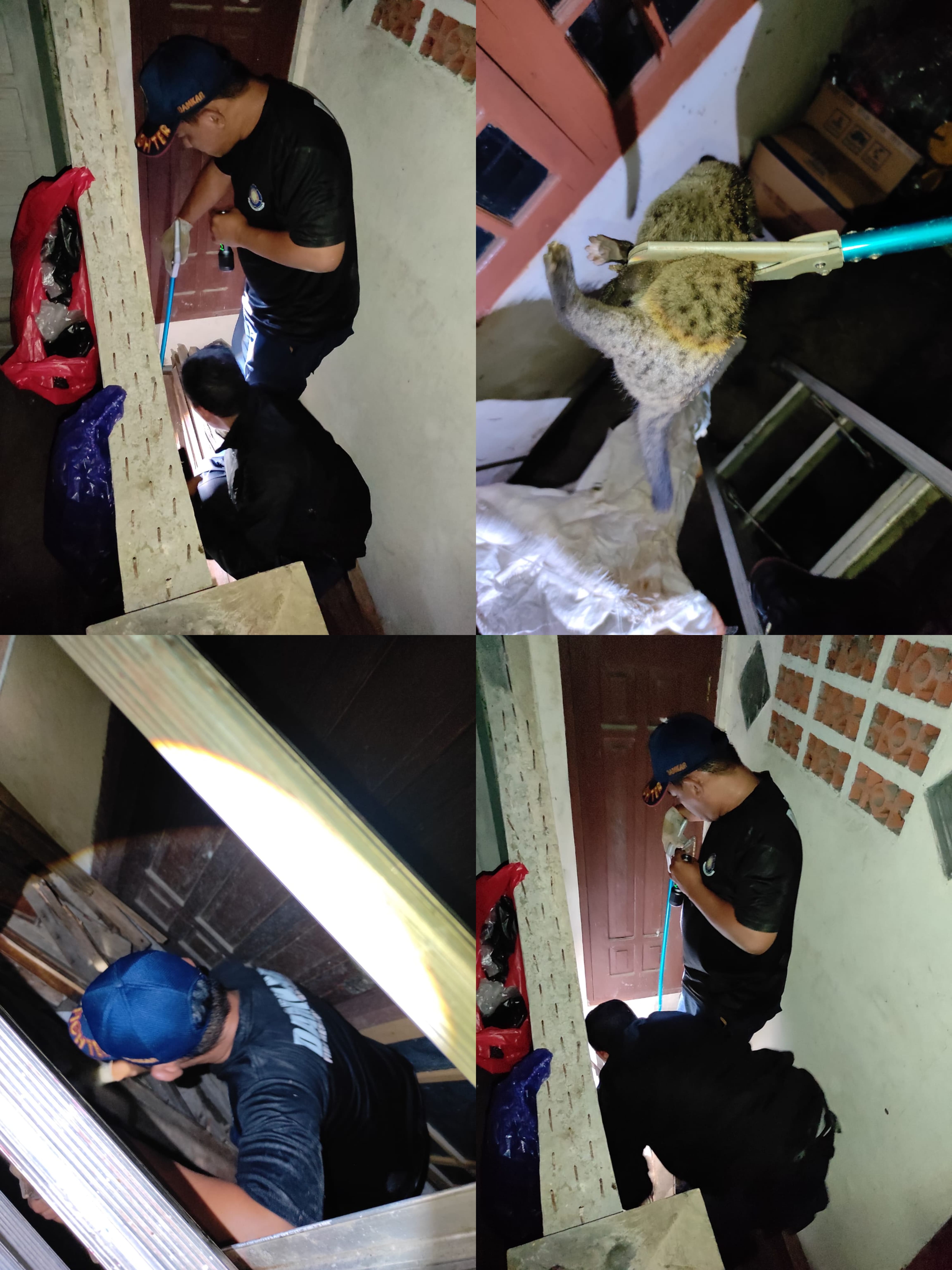 EVAKUASI 3 EKOR MUSANG