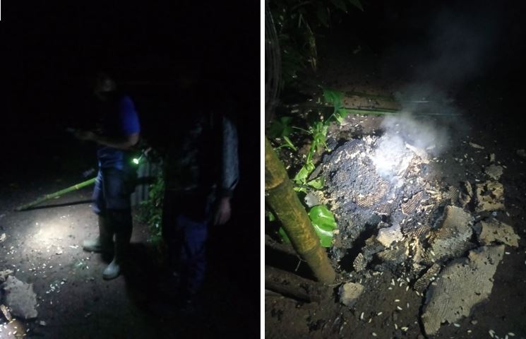 Pemadam Kebakaran Melakukan Evakuasi Sarang Tawon Vespa Yang Bersarang Di Belakang Rumah Warga